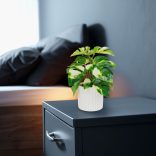 Műnövény dekoráció - filodendron - zöld/sárga - 20 x 8 cm