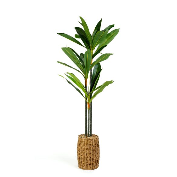Műnövény dekoráció - Dracaena Fragrans - 1,1-1,2 m